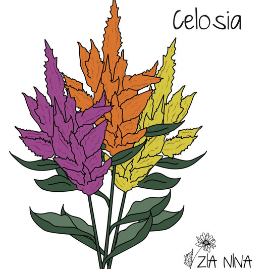 Celosia spicata Celway Mix