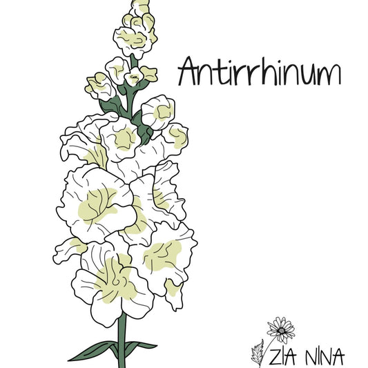 Antirrhinum Majus Madame Butturfly Ivory