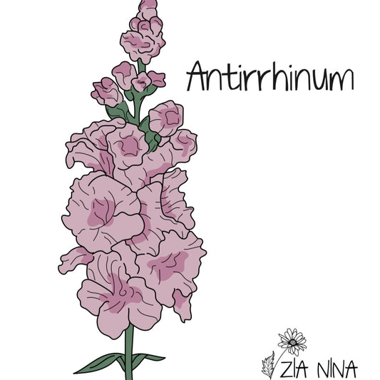 Antirrhinum Majus Madame Butturfly Pink