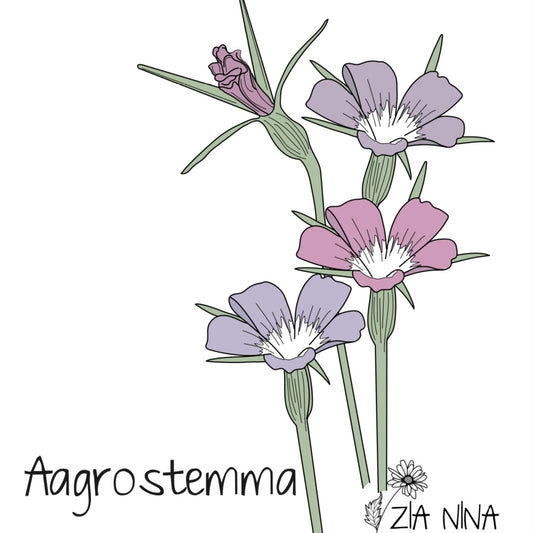 Agrostemma gracilis Queen mixed