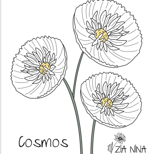 Cosmos bipinnatus Cupcakes White