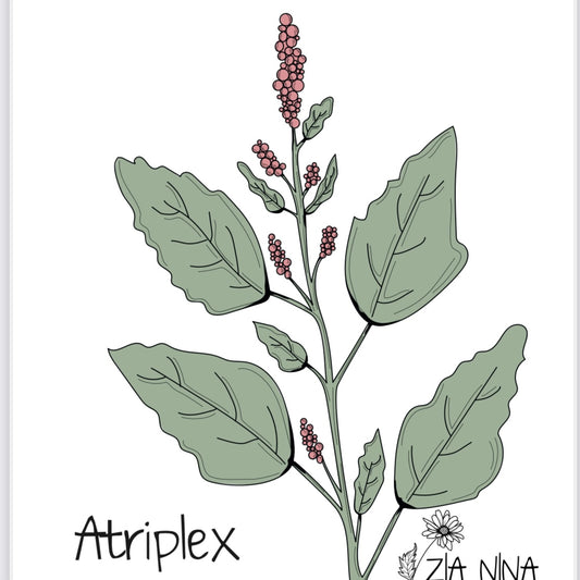 Atriplex hortensis Red Plume