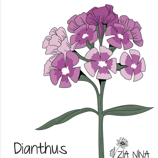 Dianthus barbatus Sweet Rose Magic