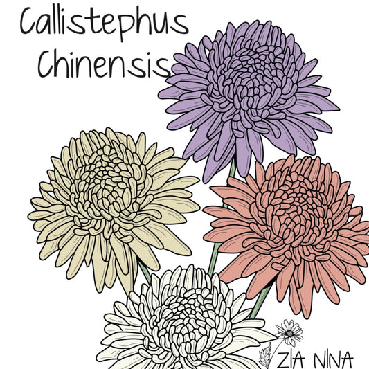 Callistephus (Aster) chinensis King Size Mix