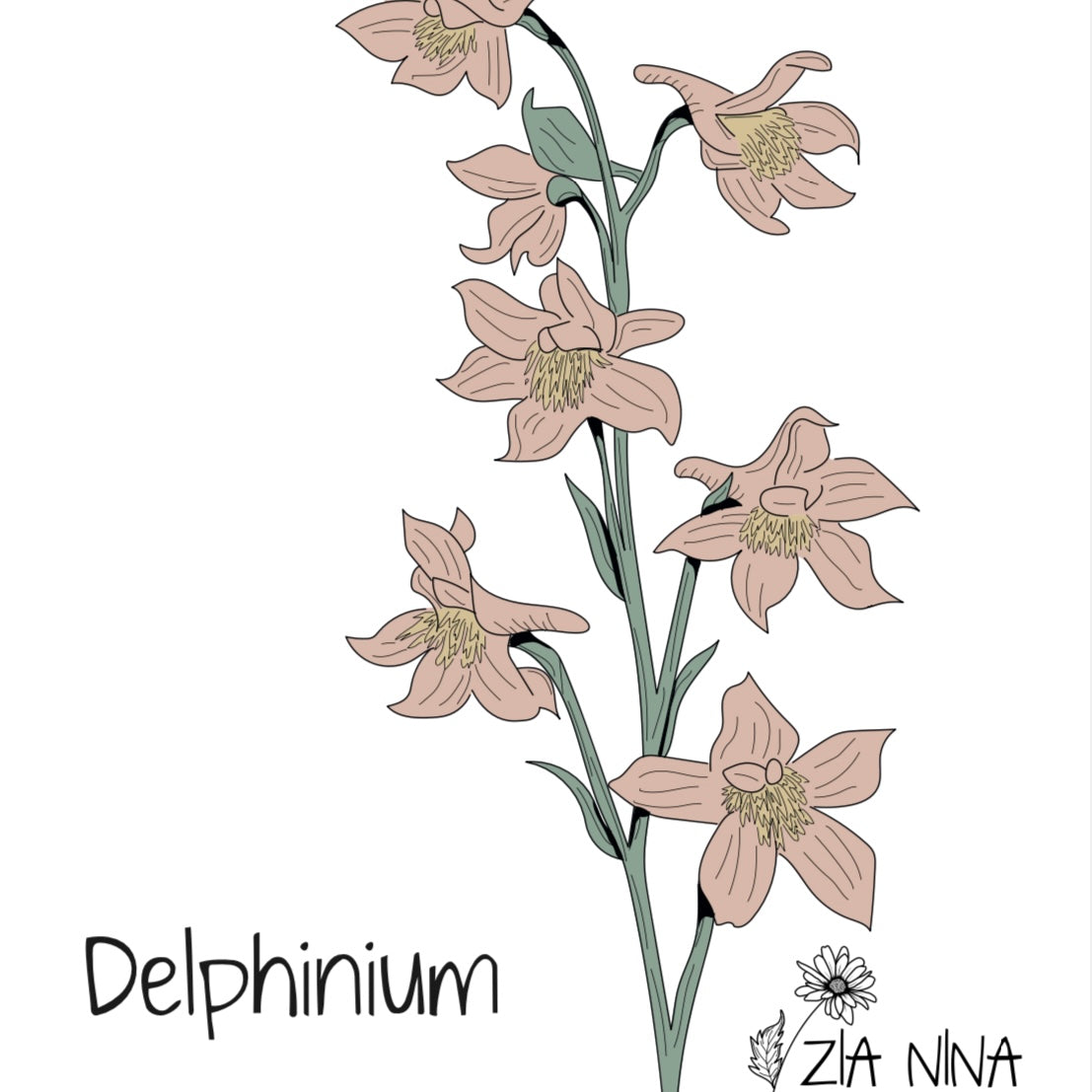 Delphinium consolida Brisbane Salmon Pink