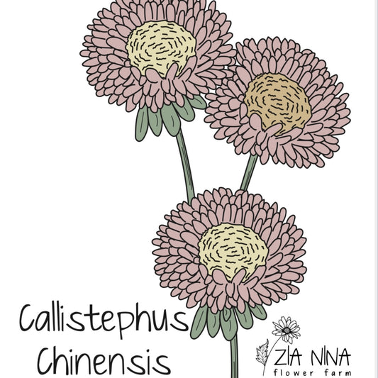 Callistephus (Aster) chinensis Matsumoto Apricot