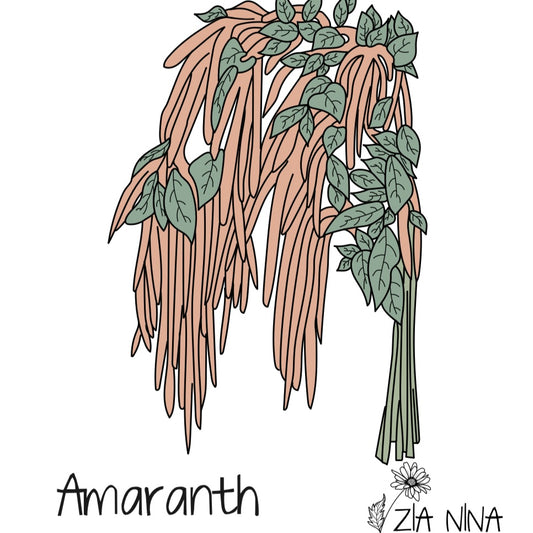 Amaranthus caudatus Coral Fountain