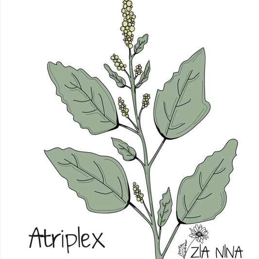 Atriplex hortensis Green Plume