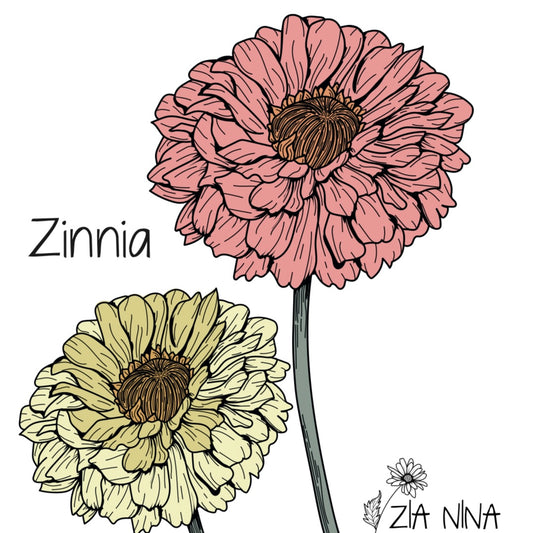 Zinnia elegans Oklahoma Mix