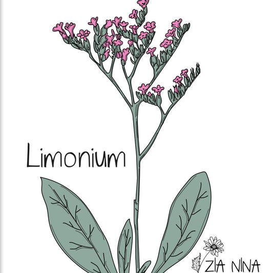 Limonium sinuatum Happy Forever