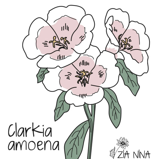 Clarkia amoena Shell Pink (Godethia)