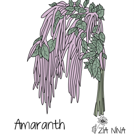 Amaranthus caudatus Mira