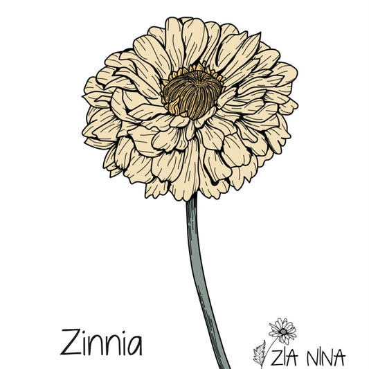 Zinnia Giant Creamy Yellow