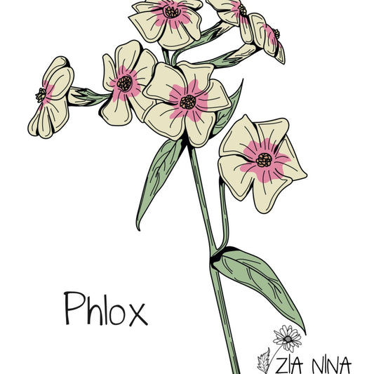 Phlox drummondii grandiflora Creme Brulee