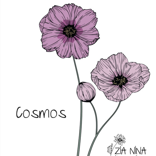 Cosmos bipinnatus Versailles Carmine