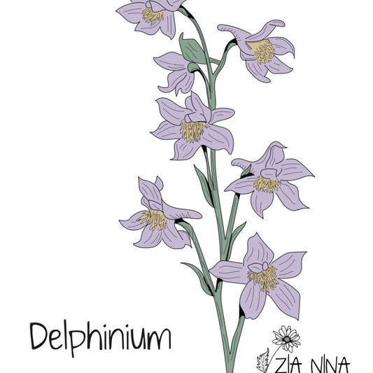 Delphinium consolida Misty Lavender