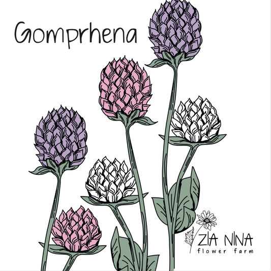 Gomphrena globosa Formula Mix