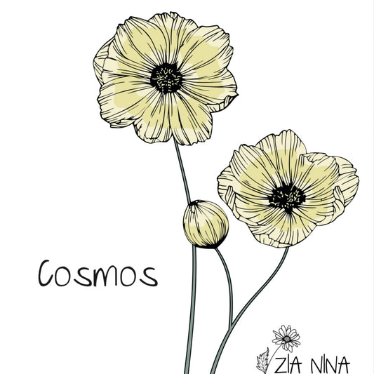 Cosmos bipinnatus Kiro