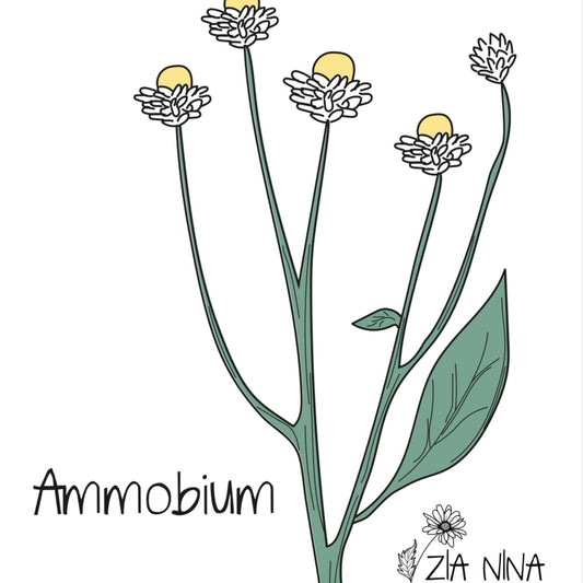 Ammobium alatum Grandiflorum