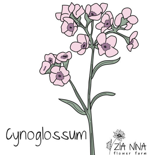 Cynoglossum Mystery Rose