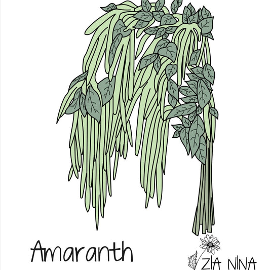 Amaranthus caudatus Muse Green Pearls