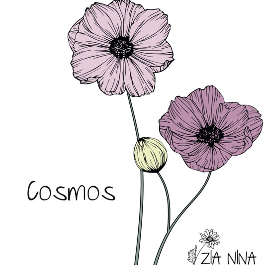 Cosmos bipinnatus Singolo Petalo Mix