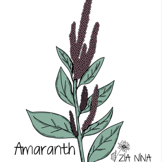 Amaranthus cruentus Oeschberg