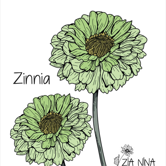 Zinnia elegans Envy