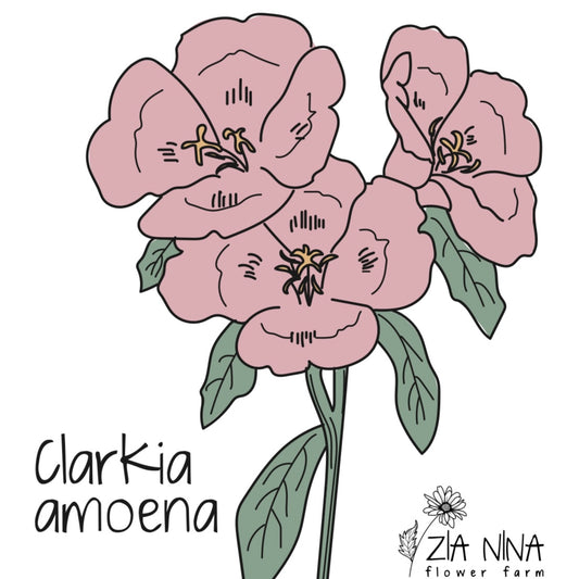 Clarkia amoena Grace Salmon (Godethia)