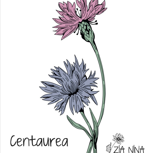 Centaurea cyanus Ball Mix