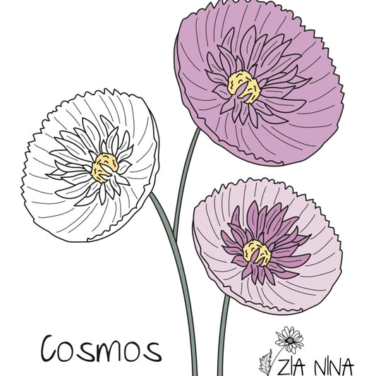 Cosmos bipinnatus Cupcakes Blush