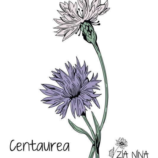 Centaurea cyanus Classic Magic