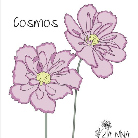 Cosmos bipinnatus Fizzy Rose Picotee