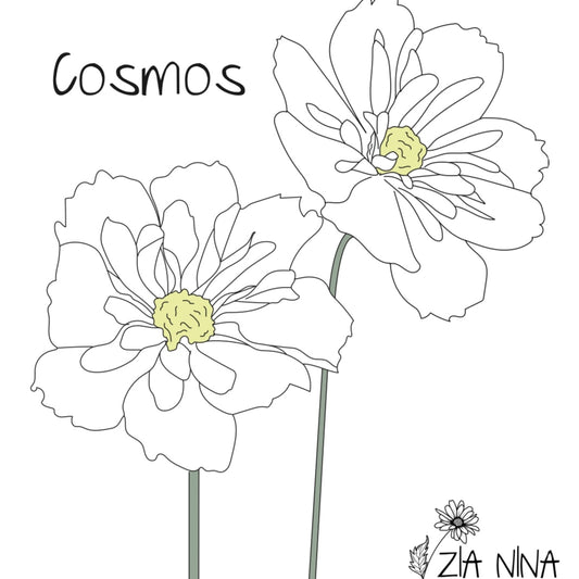 Cosmos bipinnatus Fizzy White