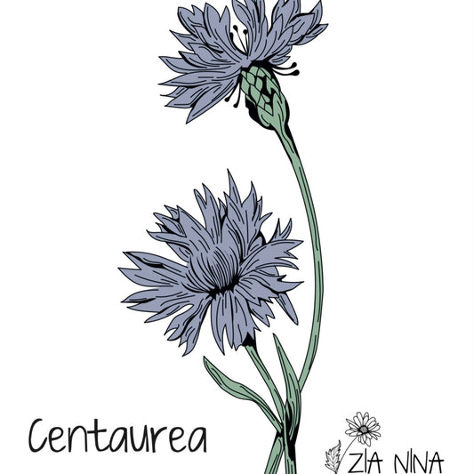 Centaurea cyanus Viking